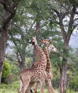 Kruger National Park​